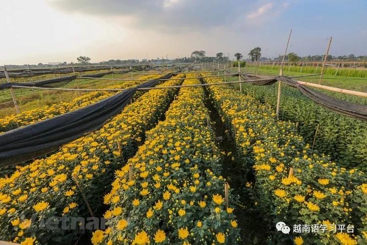 河内北边的西就花村被称为越南北部最大花卉种植基地.