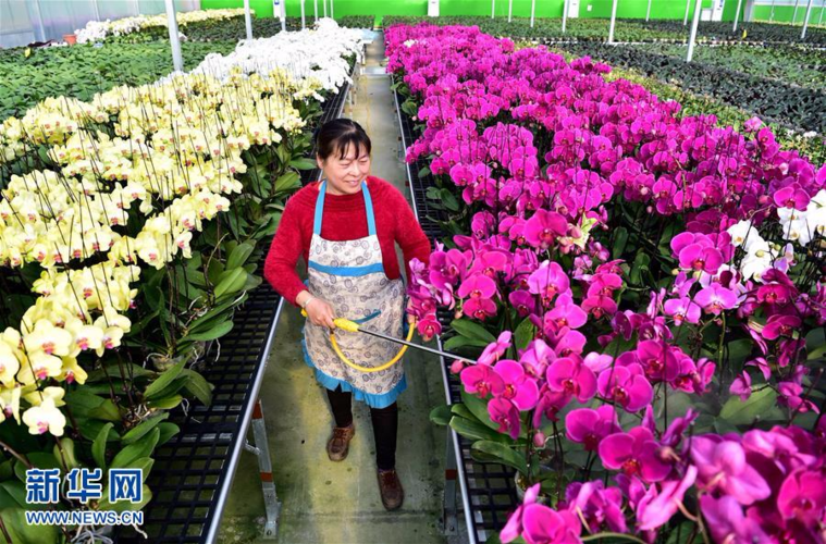 安徽规模化花卉种植引领特色产业发展